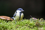 great tit