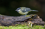 great tit