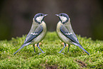 great tits