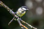 great tit
