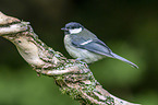 great tit