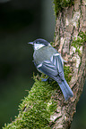 great tit