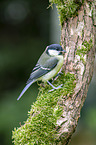 great tit