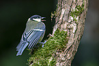 great tit
