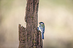 great tit