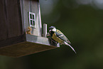 great tit