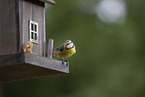 great tit