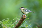 great tit