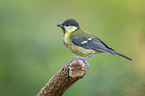 great tit