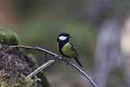 great tit
