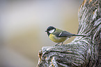great tit