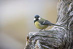 great tit