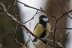 great tit
