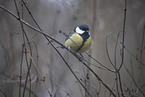 great tit
