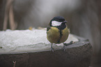 great tit