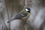 great tit