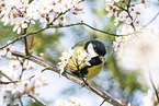 great tit