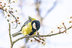 great tit