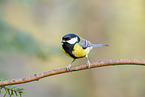 great tit