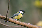 great tit