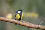 great tit