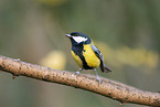 great tit