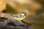 great tit