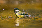 great tit
