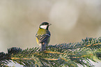 great tit