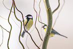 great tit