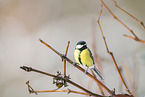 great tit