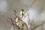 great tit