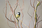 great tit