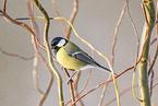 great tit