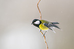 great tit