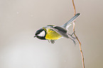 great tit