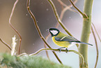 great tit