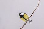 great tit