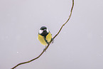 great tit