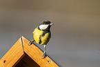 great tit