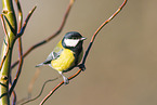great tit