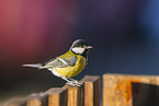 great tit