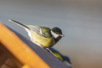great tit