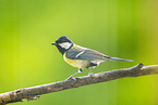 great tit