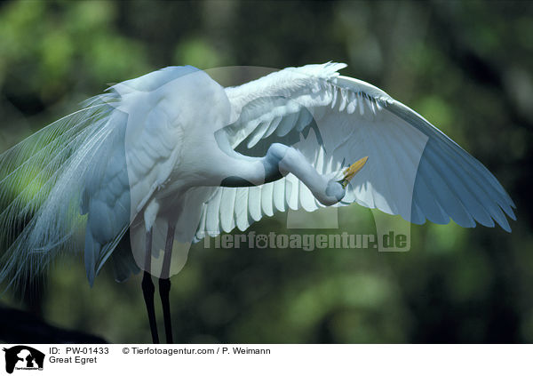 Silberreiher / Great Egret / PW-01433