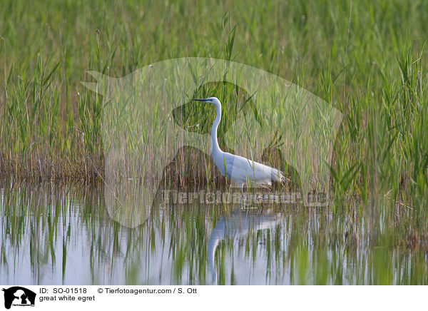 Silberreiher / great white egret / SO-01518