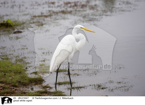 Silberreiher / great white egret / JR-01647