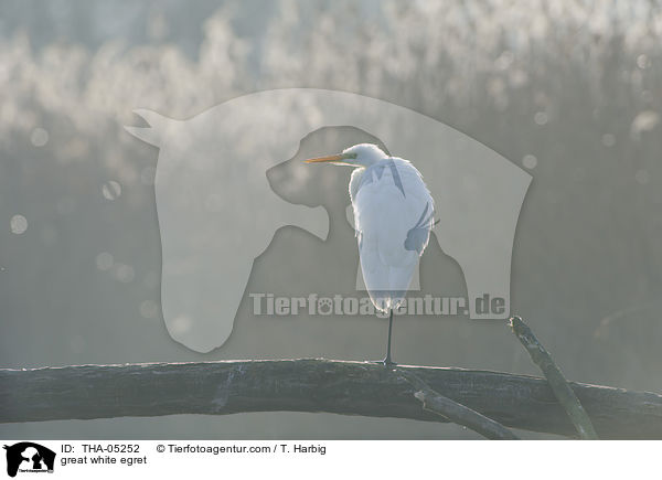 Silberreiher / great white egret / THA-05252