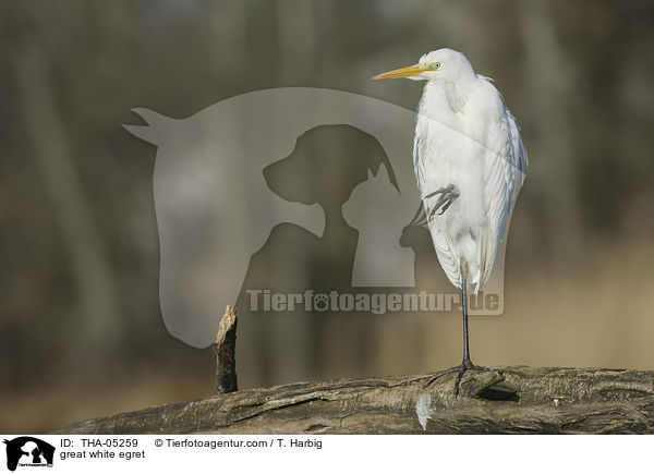 Silberreiher / great white egret / THA-05259