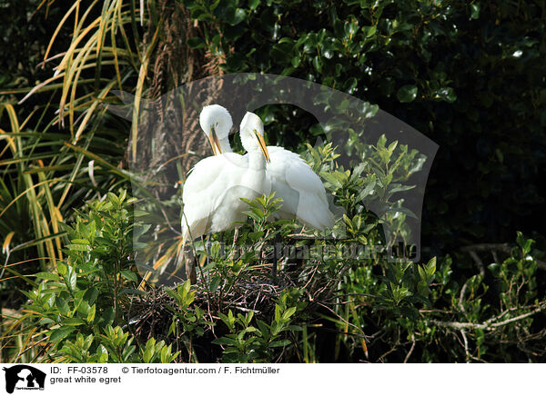 Silberreiher / great white egret / FF-03578